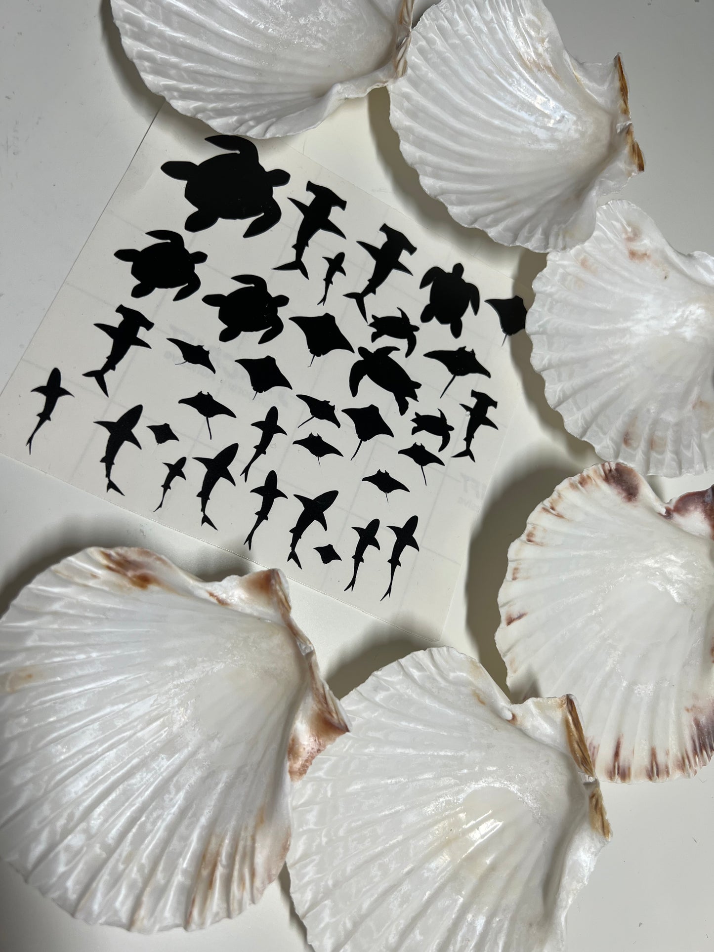 DIY ocean shells Set A